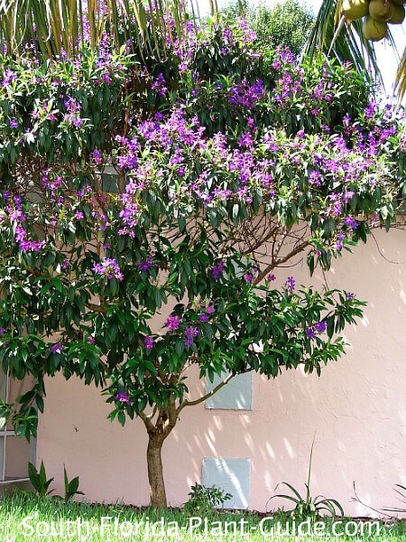 Tibouchina Tree