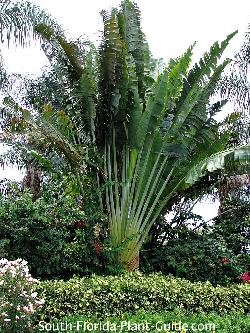 Ravenala Madagascariensis Palm, Travellers Tree or