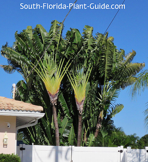 Ravenala Madagascariensis: Uses, benefits, and care tips