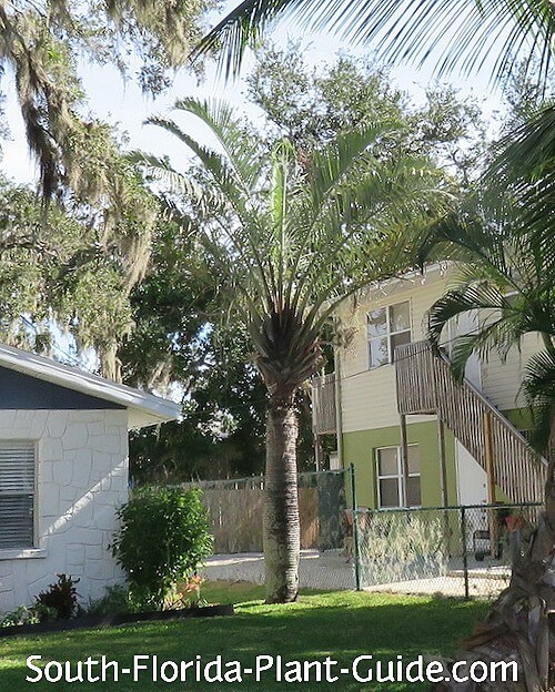 mature palm in a yard mature palm in a yard