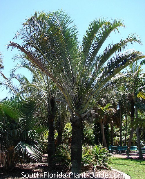 Triangle Palm