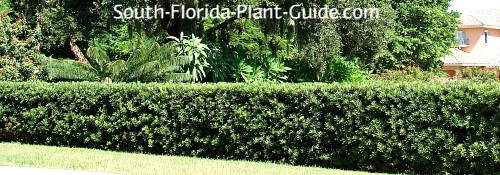 Finely sheared podocarpus hedge