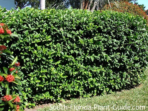 3 Live Plants Evergreen Privacy Hedge Viburnum Suspensum 