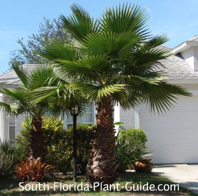 washingtonia palm young