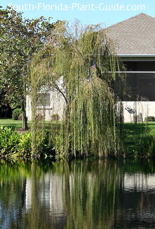 Weeping Willow Tree