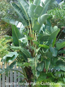 white bird of paradise