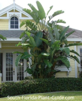 White Bird Of Paradise In Front Of A 2 Story House White Bird Paradise