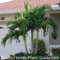 Tropical Landscaping for South Florida