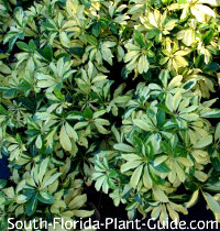 Variegated Arboricola Plant Ing