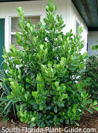 Clusia Rosea And Guttifera Guttifera By A House