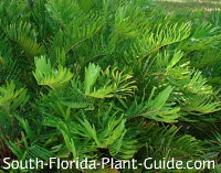 Tropical Landscaping for South Florida