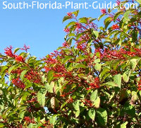 hollytree mature dating site Nellie r stevens holly is used as a specimen or in privacy screening this holly plant comes in tree and shrub reaching 15 feet tall and 10 feet wide when mature. hollytree mature dating site Nellie r stevens holly is used as a specimen or in privacy screening this holly plant comes in tree and shrub reaching 15 feet tall and 10 feet wide when mature.