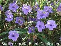 Cold Hardy Landscapes for South Florida