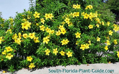 Dwarf Allamanda