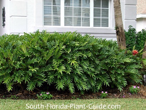 How to Propagate Philodendron Xanadu: A Comprehensive Guide