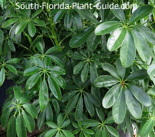 Green Arboricola