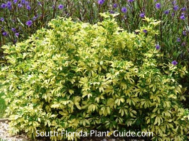 Variegated Arboricola