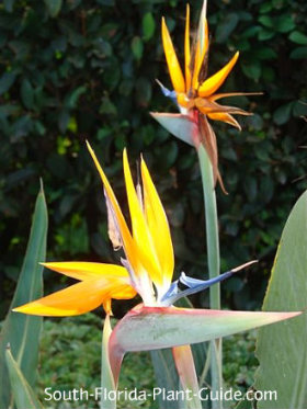 Orange Bird Of Paradise