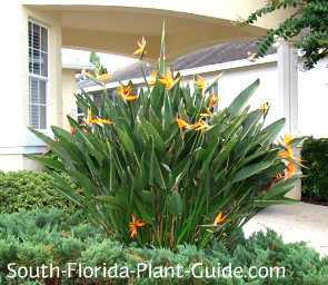 Orange Bird Of Paradise Large Plant In Bloom Surrounded By Junipers A Home Landscape