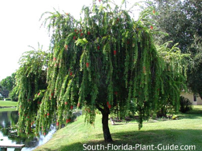 Weeping Bottlebrush Tree