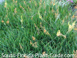 Flowering Perennials For South Florida Full To Partial Sun Bulbine