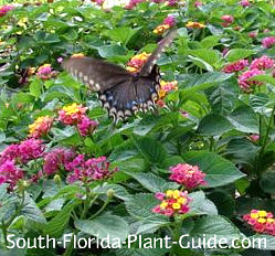 Butterfly Gardening For South Florida