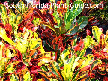 Crotons Mammy Variety With Bright Red Yellow And Green Foliage One Of The Smallest Croton Plants