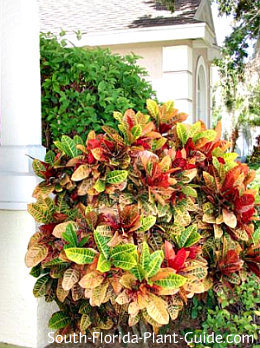 Crotons Petra Croton