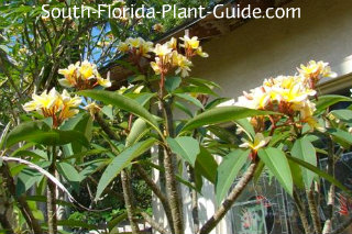 frangipani