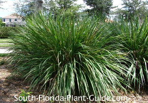 ornamental grass fountain grass pampas grass more