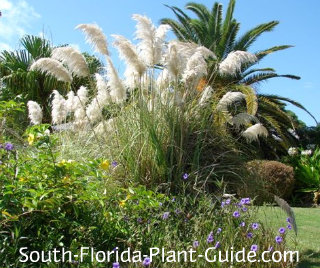 Ornamental Gr Fountain Pampas More Ornamental Gr Pampas In A Mixed Garden Bed