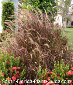 Pennisetum rubrum Pennisetum rubrum