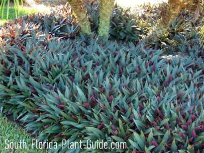 Groundcover Plants