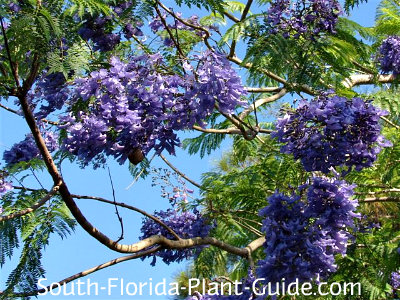 Jacaranda Tree Jacaranda Tree