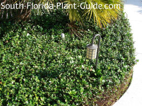 Asiatic Jasmine