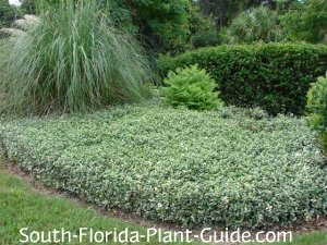 Asiatic Jasmine
