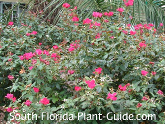 Knock Out Rose Red Bush In Full Bloom