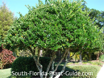 ligustrum ligustrum tree form