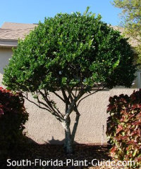 xligustrum tree jpg pagespeed ic spabir7awk jpg ligustrum tree form