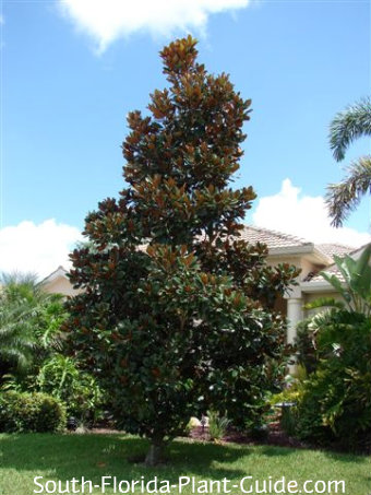 Magnolia Tree D Blanchard Magnolia Tree