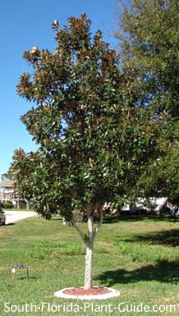 magnolia gem tree florida trees dwarf south plant landscaping evergreen garden guide flowering tall planted feature types plants too grandiflora