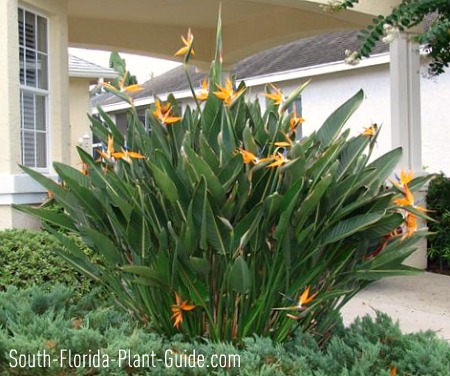 when to plant shrubs