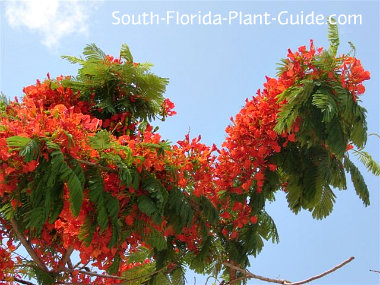 tree poinciana trees royal flowers plants florida south plant branch growing flowering guide fast regia grow flamboyant poincianas hawaii yard