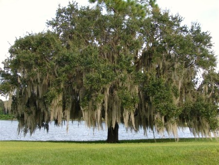 Shade Trees