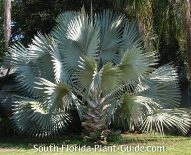 Are mature palm trees for sale remarkable, rather Commit mature palm trees for sale important answer