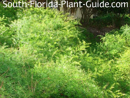 South Florida Ferns