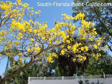 Tabebuia Tree Gold Tree In Bloom