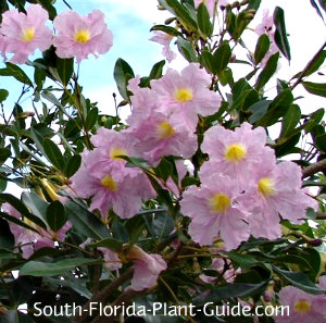 Tabebuia Tree Pink Trumpet Tree Flowers