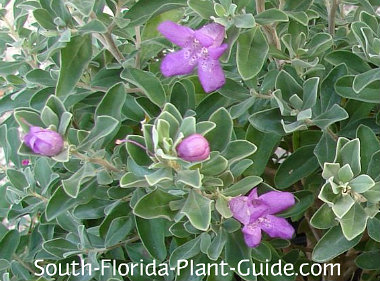 sage texas florida purple flowers south plants plant landscape garden tree flowering foliage silvery hardy lavender landscaping flower drought tolerant