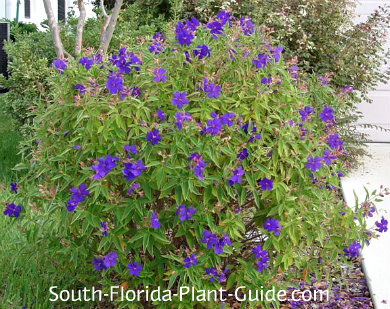 Tibouchina Tibouchina Urvilleana Full Of Purple Blooms
